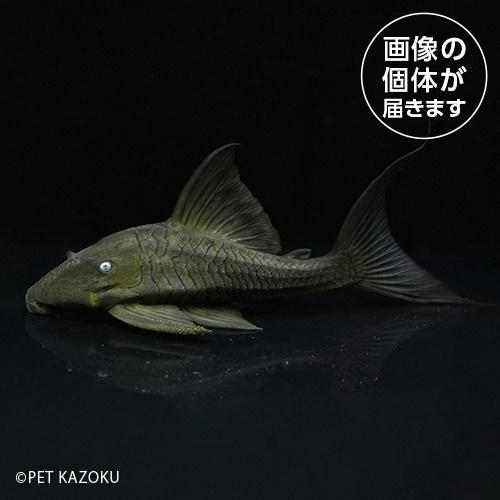 ブルーアイプレコ（Ｍ） BEP02 スプリングセール熱帯魚