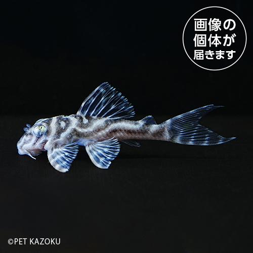 「熱帯魚」03_39aニューメガクラウンプレコ（国内ブリード）（M）NMP07  「熱帯魚」「観賞魚...