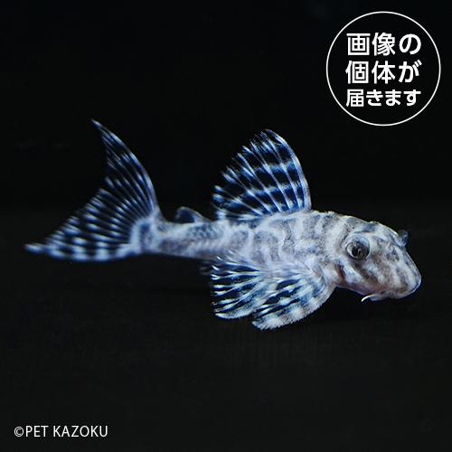 「熱帯魚」03_40aニューメガクラウンプレコ（国内ブリード）（M）NMP08  「熱帯魚」「観賞魚...