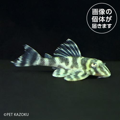 「熱帯魚」21_02aオリノコガットタイガープレコ（コロンビア）（Ｍ）OGT02  「観賞魚」「金魚...