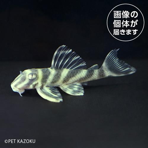 「熱帯魚」21_04aオリノコガットタイガープレコ（コロンビア）（Ｍ）OGT04  「観賞魚」「金魚...