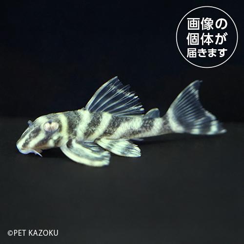 「熱帯魚」21_05aオリノコガットタイガープレコ（コロンビア）（Ｍ）OGT05  「観賞魚」「金魚...