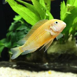 アルビノトロフェウス・モーリー モリロレッド (L) 1匹 観賞魚 魚 シクリッド アフリカンシクリッド｜pet-kazoku