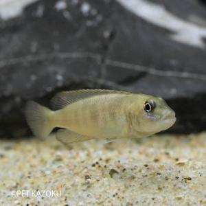 アフリカンシクリッド タンガニイカ湖 自然図鑑 洋書 Tanganyika Cichlids In Their Natural Habitat Ad Konings Cichlid フロントーサ Brandsynariourdu Com