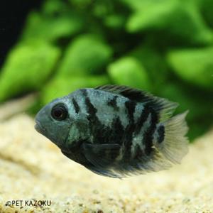 未来アクアリウムヤフー店 アメリカンシクリッド 熱帯魚 Yahoo ショッピング