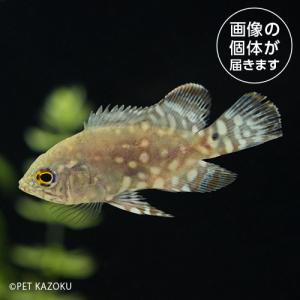 20240514_26aワイルドオスカー（アクレ）（M) WOA01 6月新入荷商品　淡水魚｜pet-kazoku