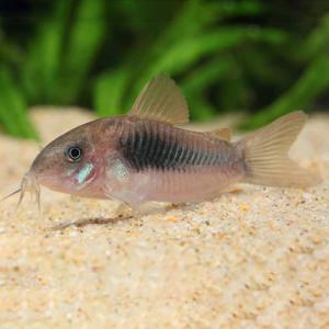 テスト商品　Ｃｏ，コリドラス アエネウス 定番商品　 「淡水魚」「熱帯魚」「観賞魚」 アクアリウム