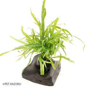 ミクロソリウム トライデントの商品一覧 通販 Yahoo ショッピング