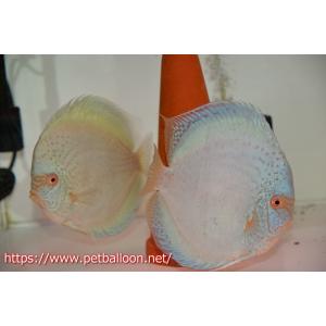 【ディスカス】【通販】フルカラージャイアントコバ...の商品画像