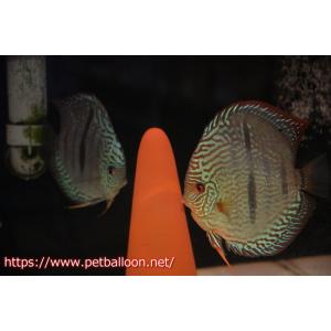 【ディスカス】【通販】ヤムンダブルームーン クロス ラーゴパラコニブラッドレッド(F3)（ハイフォーム）【個体ペア販売】15-17cm（生体）