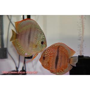 【ディスカス】【通販】ロイヤルソリッドブルーヘッ...の商品画像