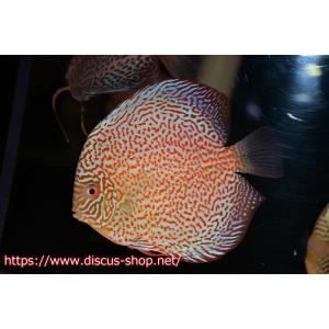 【ディスカス】【通販】サクラパンサーレオパードリ...の商品画像