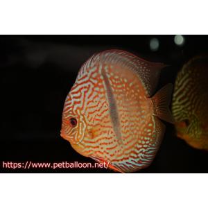 【ディスカス】【通販】ヤムンダロイヤルブルー クロス ヤムンダブルームーン( F3)（ハイフォーム）【個体販売】16-18cm （生体）