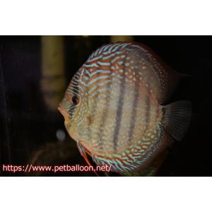 【ディスカス】【通販】ヤムンダロイヤルブルー クロス ヤムンダブルームーン( F3)（ハイフォーム）【個体販売】16-18cm （生体）