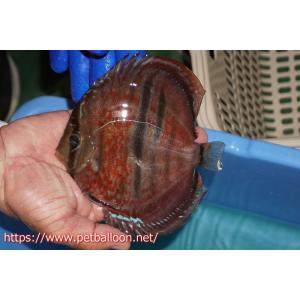 【ディスカス】【通販】イサスーパーレッドカタナ　センターバー（ハイフォーム）【個体販売】13-14cm（生体）