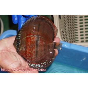 【ディスカス】【通販】イサスーパーレッドカタナ　センターバー（ハイフォーム）【個体販売】13-14cm（生体）