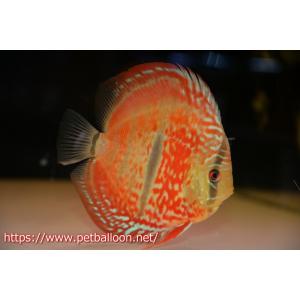 【ディスカス】【通販】イサスーパーレッドカタナ　センターバー（ハイフォーム）【個体販売】13-14cm（生体）