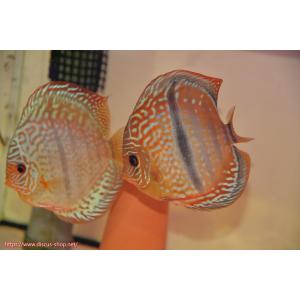【ディスカス】【通販】ロイヤルレッドターコイズヘッケルクロス【個体ペア販売】15-16cm（生体）