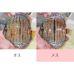 【ディスカス】【通販】スーパーレッドカタナスポッテッドヘッケルクロス【個体ペア販売】15-17cm（生体）