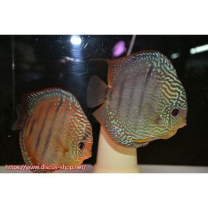 【ディスカス】【通販】トロンベタスクロスレッドタ...の商品画像