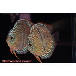 【ディスカス】【通販】ラーゴパラコニロイヤルヘッケルクロス（ハイフォーム）【個体ペア販売】15cm（生体）