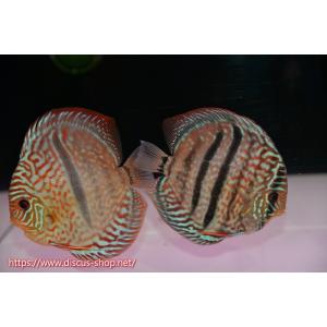 【ディスカス】【通販】ロイヤルレッドターコイズヘッケルクロス（ハイフォーム）【個体ペア販売】15cm（生体）