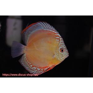 【ディスカス】【通販】紅月 ヤングスター(ウル...の詳細画像4