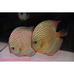 【ディスカス】【通販】アルタムスターライトレッドターコイズ（ハイフォーム）【個体ペア販売】16-17cm（生体）