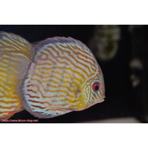【ワイルドディスカス】【通販】ラーゴスララスーパーロイヤル【個体販売】16cm（生体）