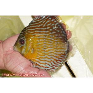 【ワイルドディスカス】【通販】ラーゴスララスーパーロイヤル【個体販売】16cm（生体）