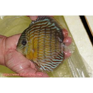 【ワイルドディスカス】【通販】ラーゴスララスーパーロイヤル【個体販売】16cm（生体）