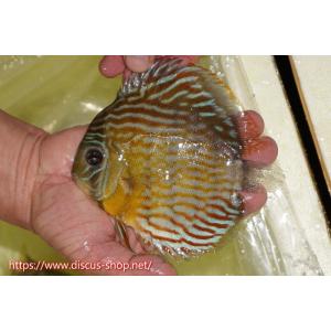 【ワイルドディスカス】【通販】ラーゴスララスーパーロイヤル【個体販売】16cm（生体）