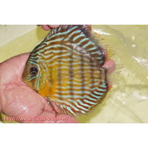 【ワイルドディスカス】【通販】ラーゴスララスーパーロイヤル【個体販売】16cm（生体）