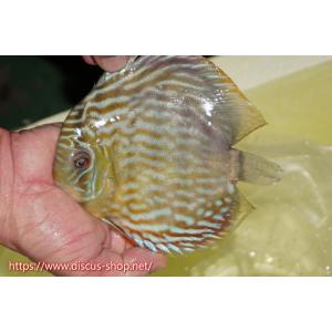 【ワイルドディスカス】【通販】ラーゴスララスーパーロイヤル【個体販売】16cm（生体）