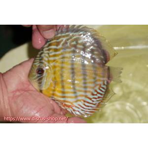 【ワイルドディスカス】【通販】ラーゴスララスーパーロイヤル【個体販売】15cm（生体）