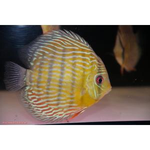 【ワイルドディスカス】【通販】ラーゴスララスーパーロイヤル【個体販売】16cm（生体）