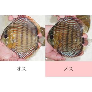 【ワイルドディスカス】【通販】オリキシミーナスーパーロイヤル【個体ペア販売】15-16cm（生体）
