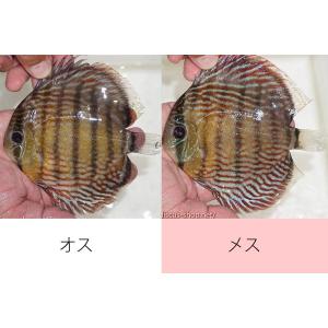 【ワイルドディスカス】【通販】オリキシミーナスーパーロイヤル【個体ペア販売】15-16cm（生体）