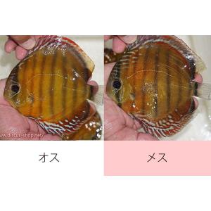 【ワイルドディスカス】【通販】オリキシミーナレッド【個体ペア販売】15-16cm（生体）