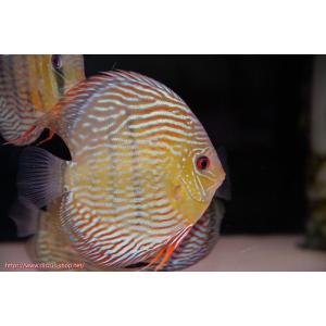 【ワイルドディスカス】【通販】ラーゴクルムクリロイヤルエメラルド【個体販売】14-16cm（生体）