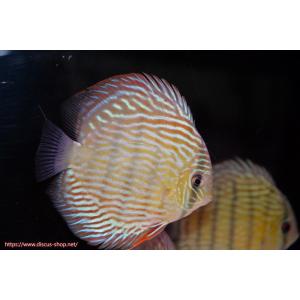 【ワイルドディスカス】【通販】ラーゴクルムクリロイヤルエメラルド（金目）【個体販売】14-16cm（生体）