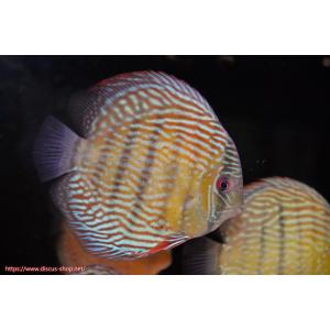 【ワイルドディスカス】【通販】ラーゴクルムクリロイヤルエメラルド【個体販売】14-16cm（生体）