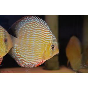 【ワイルドディスカス】【通販】ラーゴクルムクリロイヤルエメラルド（金目）【個体販売】14-16cm（生体）