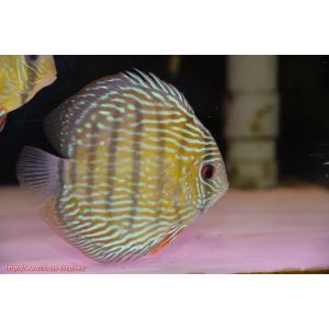 【ワイルドディスカス】【通販】ラーゴクルムクリロイヤルエメラルド【個体販売】14-16cm（生体）