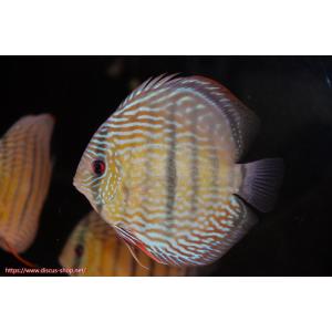 【ワイルドディスカス】【通販】ラーゴクルムクリロイヤルエメラルド【個体販売】14-16cm（生体）