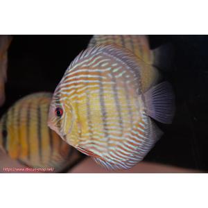 【ワイルドディスカス】【通販】ラーゴクルムクリロイヤルエメラルド【個体販売】14-16cm（生体）