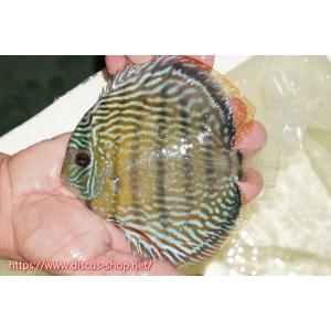 【ワイルドディスカス】【通販】ラーゴクルムクリロイヤルエメラルド【個体販売】14-16cm（生体）