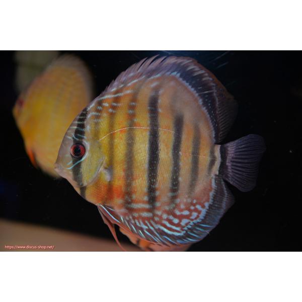 【ワイルドディスカス】【通販】ラーゴイナヌ レッドデヴィル【個体販売】14-15cm（生体）