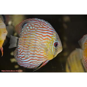 【ワイルドディスカス】【通販】ラーゴイナヌ タイプロイヤルレッドエディ【個体販売】15cm（生体）