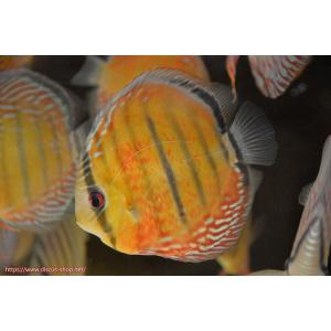 【ワイルドディスカス】【通販】ラーゴイナヌ レッドデヴィル【個体販売】15cm（生体）